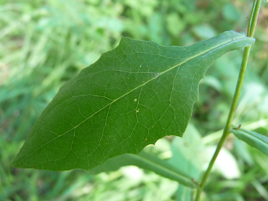 Longues feuilles molles embrassantes et cordées à la base. Les supérieures sont lancéolées et les inférieures ovales. Le verso est glauque. Agrandir dans une nouvelle fenêtre (ou onglet)